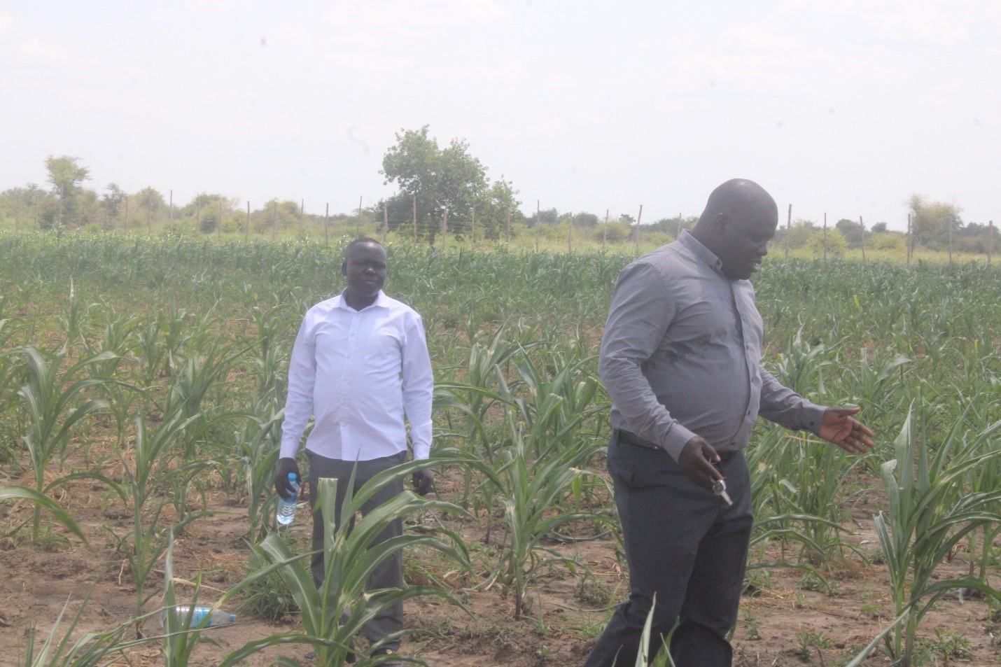 David John Kumuri visiting a maize field at Kumuri Farm