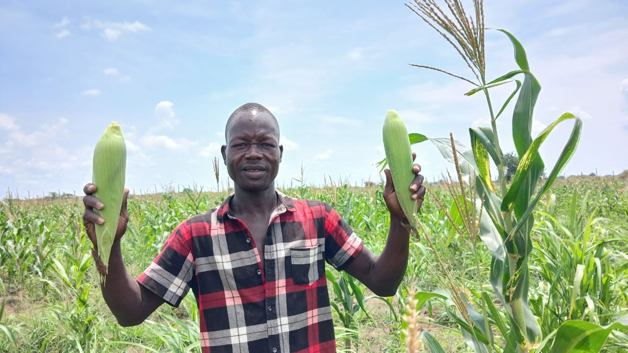 Kumuri Farm worker holding maize in a cultivated field near Juba